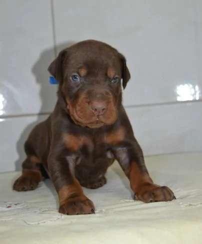 Cuccioli di Doberman | Foto 6