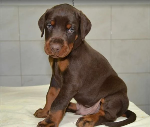 Cuccioli di Doberman | Foto 5