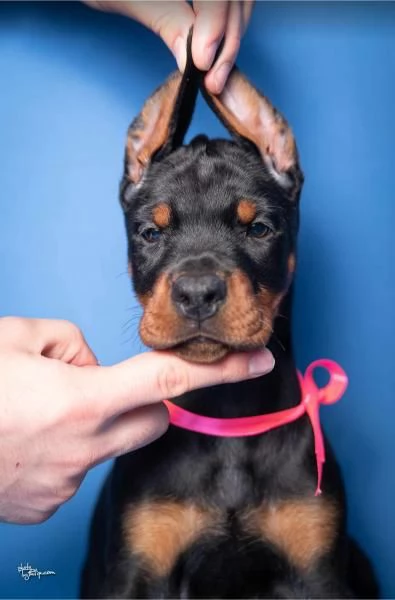 Cuccioli di Doberman | Foto 4