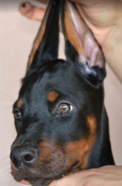 Cuccioli di Doberman | Foto 3