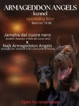 Cuccioli di Doberman | Foto 2