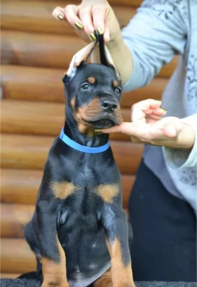 Cuccioli di Doberman | Foto 1