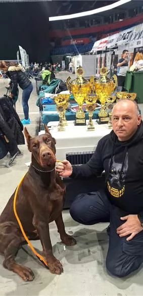 Cuccioli di Doberman | Foto 0