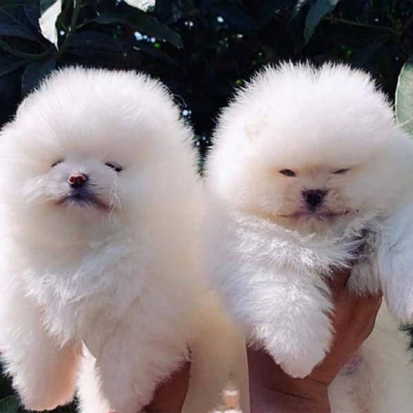 Cuccioli di Spitz Pomerania taglia mini | Foto 0