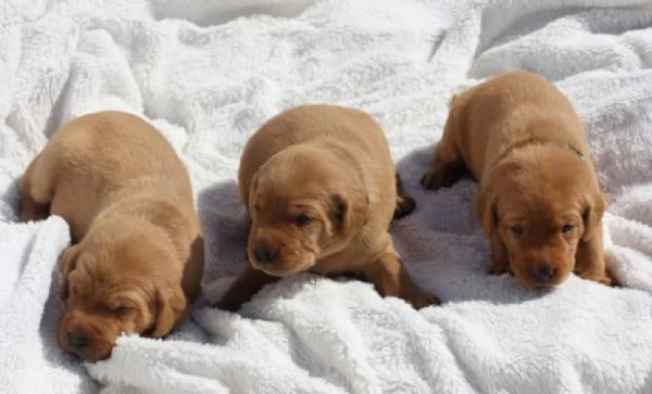 cuccioli Labrador