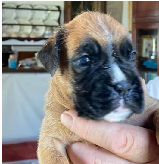 cuccioli  Boxer