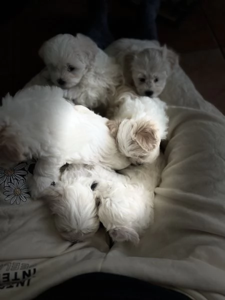 Cucciolo bishon frise  | Foto 4