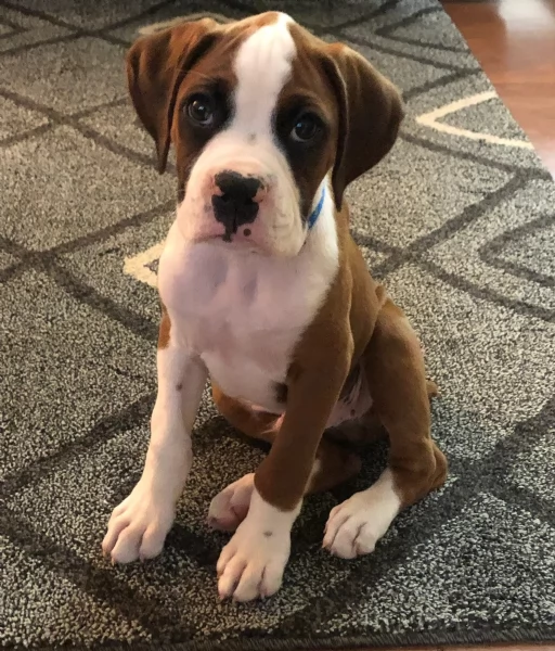 maschio e femmina di Boxer