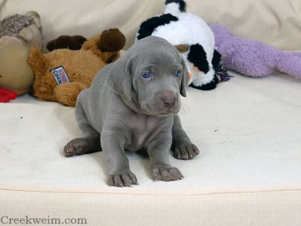 WEIMARANER