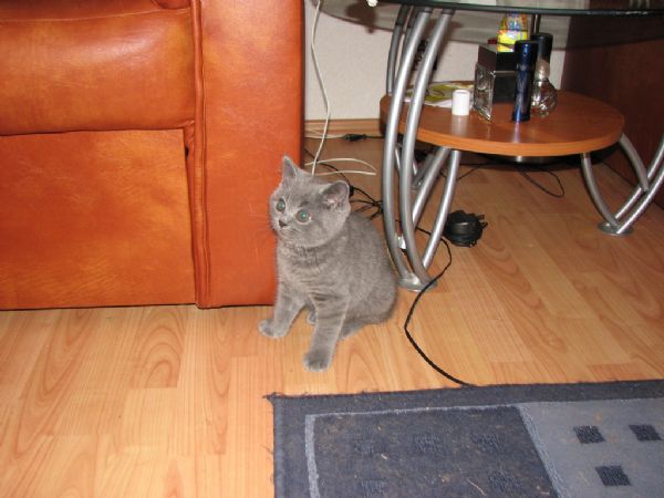 Gattino British Shorthair registrato con pedigree | Foto 0