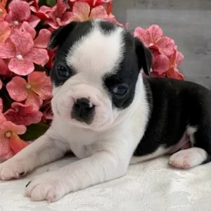   Regalo Boston Terrier