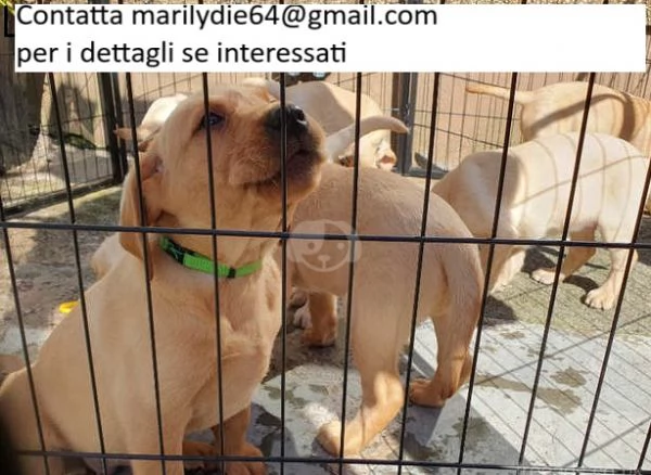 Due cuccioli di Labrador gratis