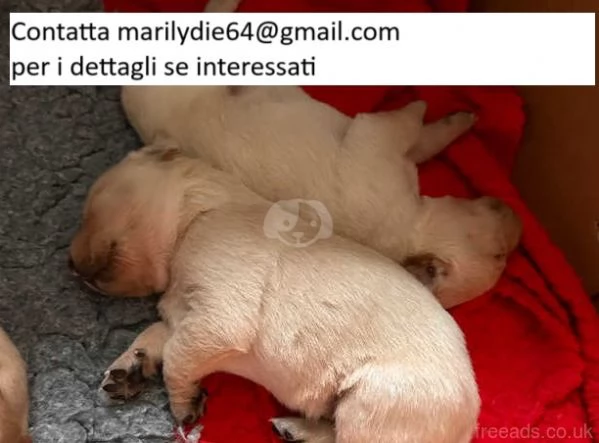 Fantastici cuccioli di Labrador Retriever