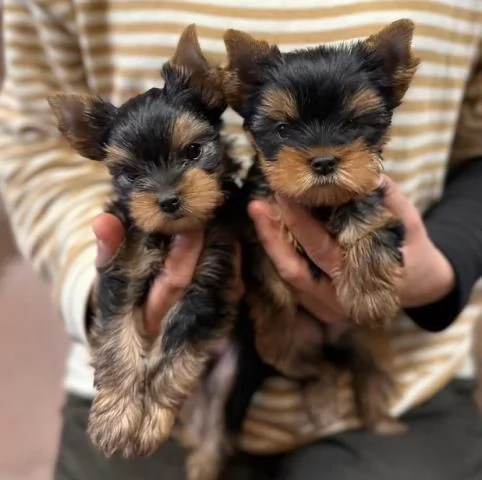 Cuccioli di Yorkshire Terrier disponibili