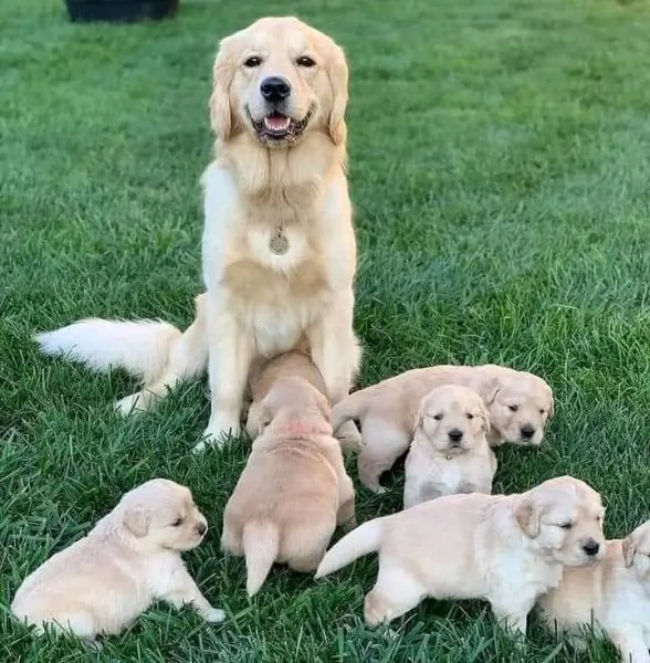 Golden retriever 