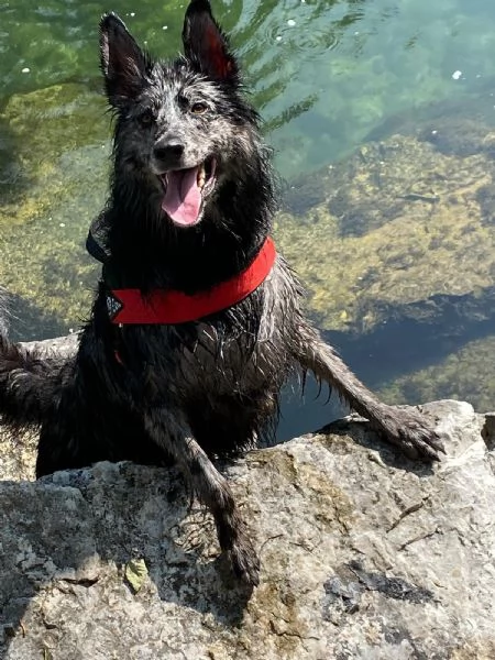 Cane femmina pastore della lessinia | Foto 0