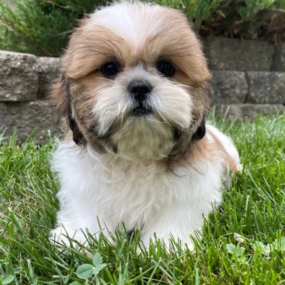 Regalo Bellissimi cuccioli allevati Shih-tzu, colore bianco e nero. Due e una feminuccia Maschietti.