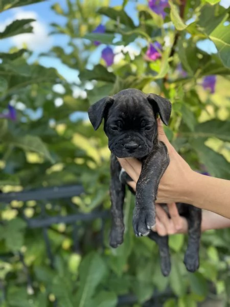 cucciola bulldog francese  | Foto 3