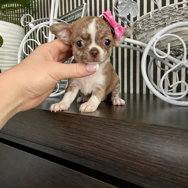 Adorabili cuccioli di chihuahua per nuove case