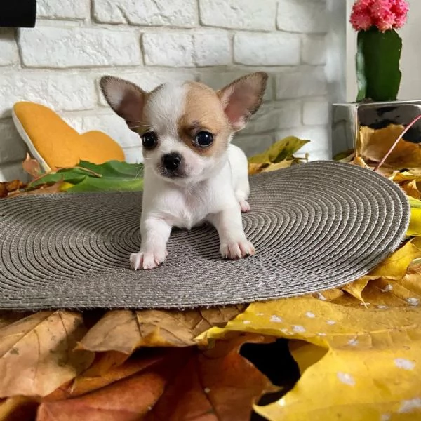 Adorabili cuccioli di chihuahua per nuove case