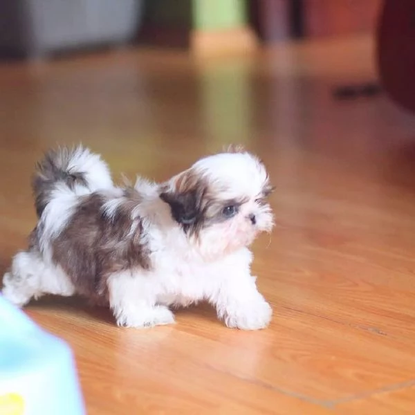 Sono nati dei bellissimi cuccioli di shitzu. | Foto 0