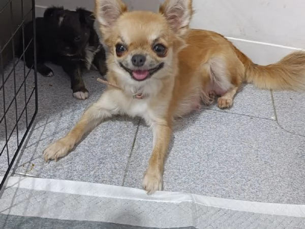 Cucciolo di chihuahua | Foto 0