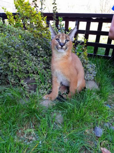 gattini caracal e caracat disponibili | Foto 0