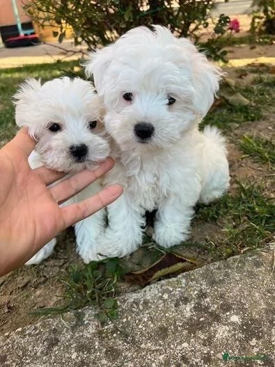 REGALO CUCCIOLI DI MALTESE MINI TOY