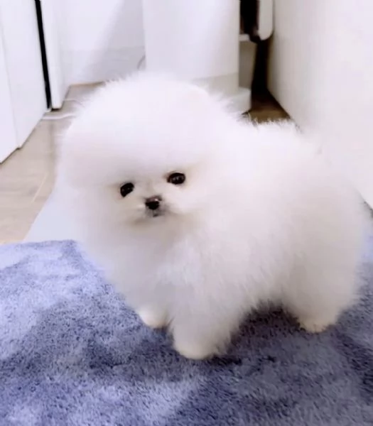 SPITZ DI POMERANIA NANO/BIANCO