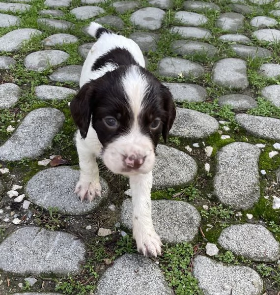 Cuccioli di Springer Spaniel