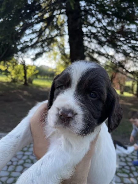 Cuccioli di Springer Spaniel | Foto 4