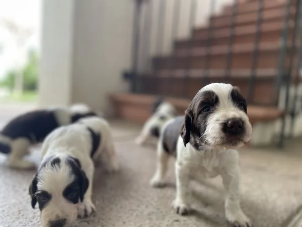 Cuccioli di Springer Spaniel | Foto 3