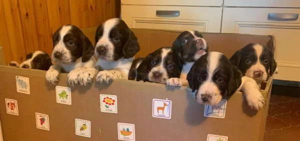 Cuccioli di Springer Spaniel | Foto 2