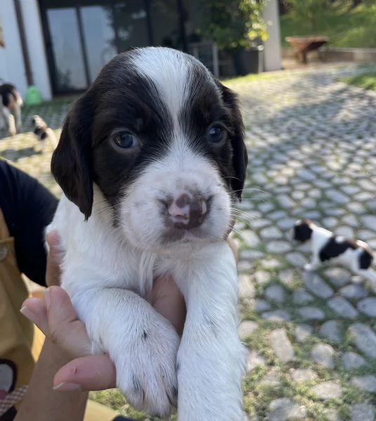 Cuccioli di Springer Spaniel | Foto 0