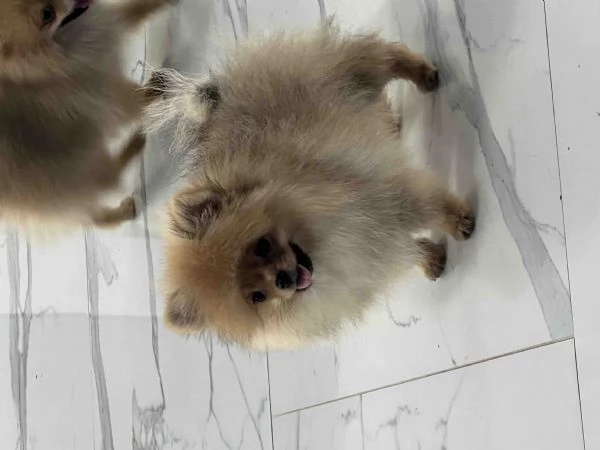 Cuccioli di Spitz di Pomerania | Foto 6