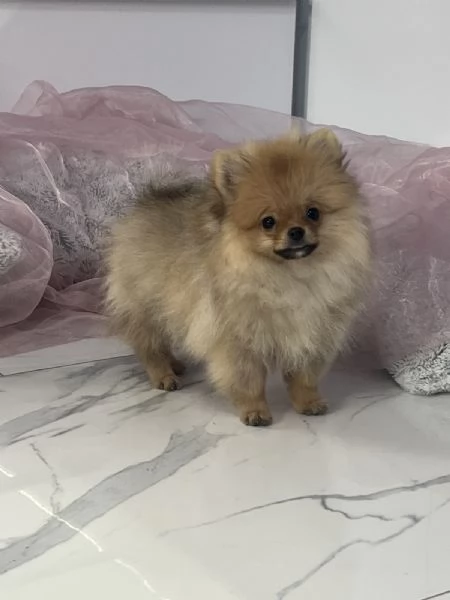 Cuccioli di Spitz di Pomerania | Foto 5