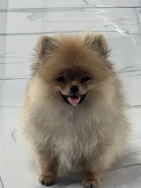 Cuccioli di Spitz di Pomerania | Foto 3