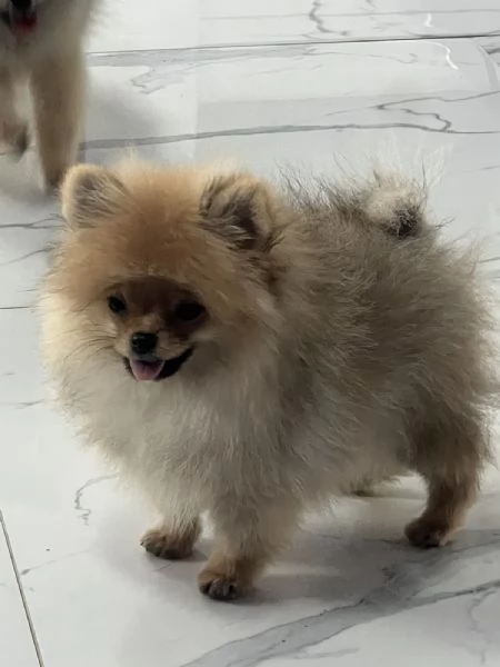 Cuccioli di Spitz di Pomerania | Foto 2