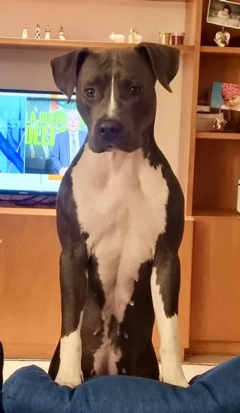 Cuccioli Amstaff blue | Foto 1