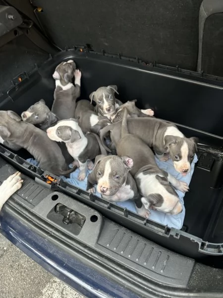 Cuccioli Amstaff blue