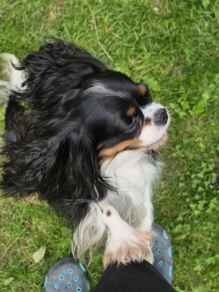 Cavalier king charles privato