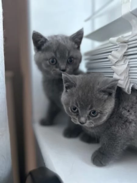 Cuccioli British shorthair con pedigree | Foto 0