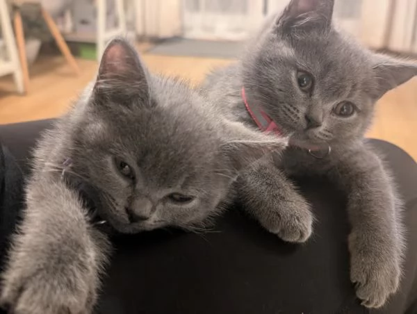 British shorthair gattini