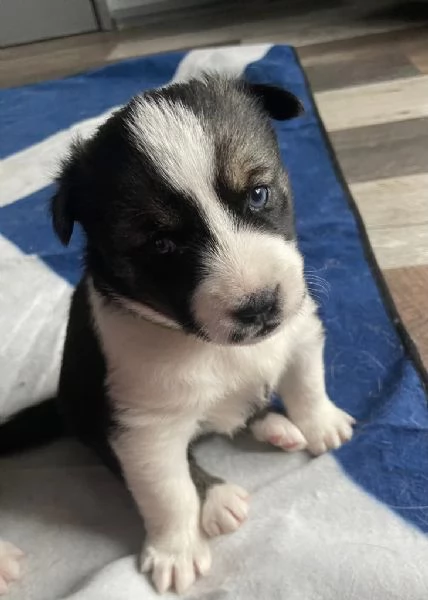  Cuccioli Husky stupendi