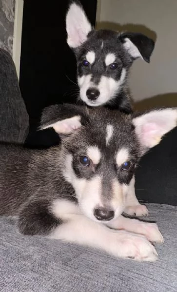 Cuccioli di siberian husky