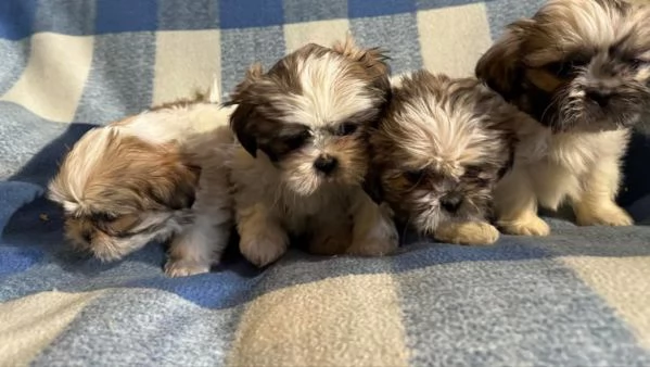 Cucciolo di shih-tzu | Foto 0