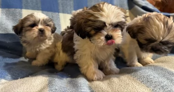 Cucciolo di shih-tzu