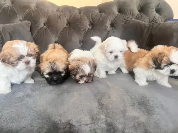 Cuccioli di shih-tzu con pedigree