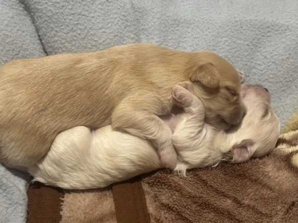 Cuccioli di maltese+havanese