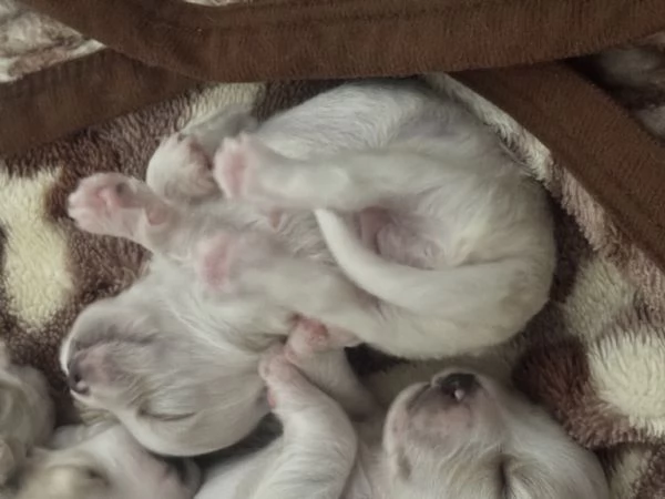 Cuccioli di maltese+havanese | Foto 6